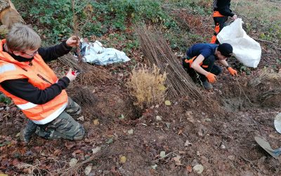 Une semaine de plantation pour nos secondes Nature Jardin Paysage Forêt