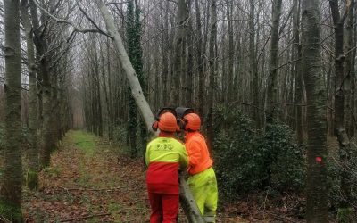 Une semaine sylvicole pour nos élèves de Première Forêt