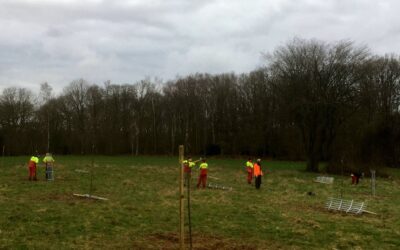 Deuxième phase de plantation d’un verger, par les BAC PRO FORÊT.