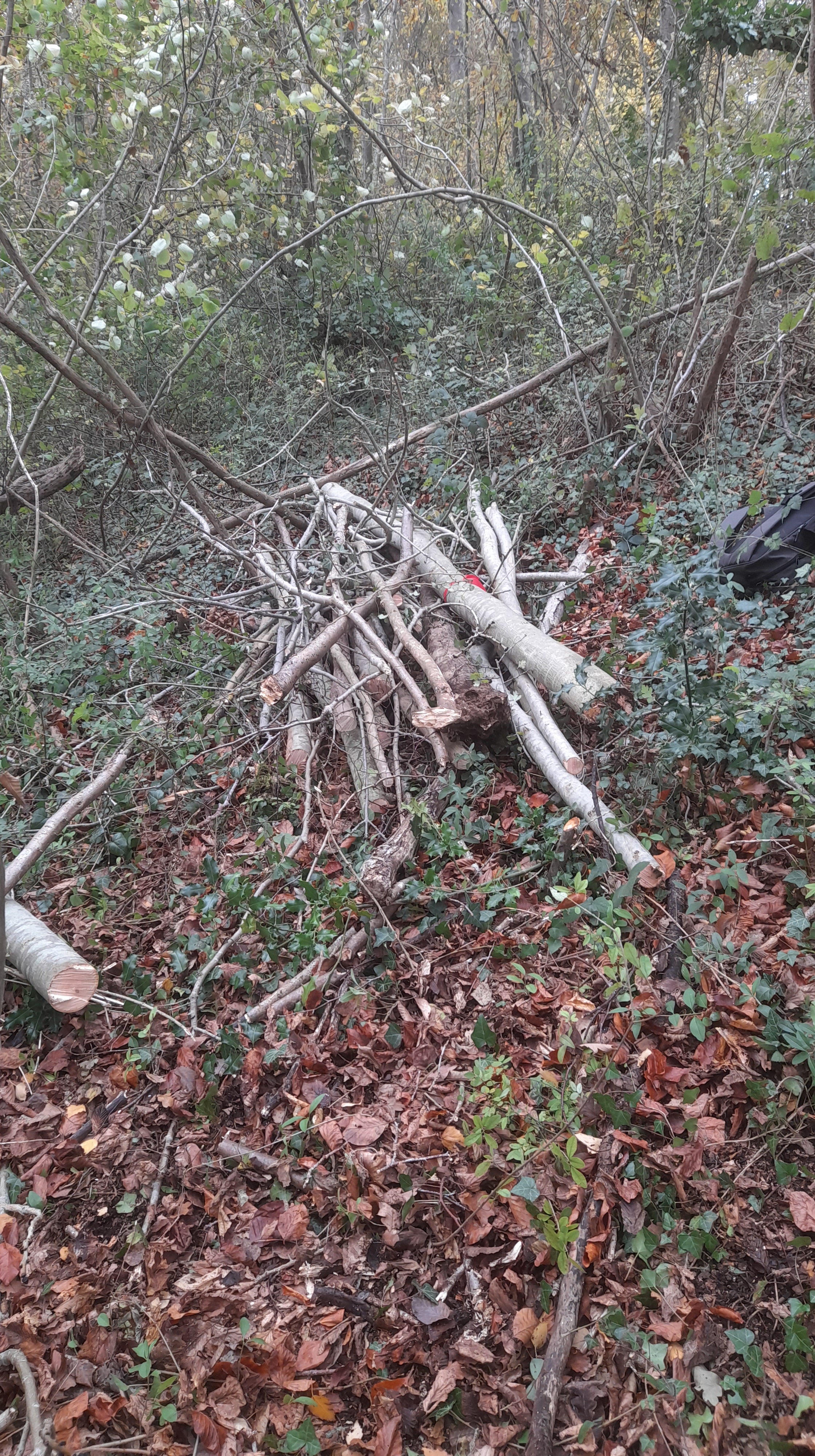 CHANTIER DES ELEVES DU BAC PRO FORET