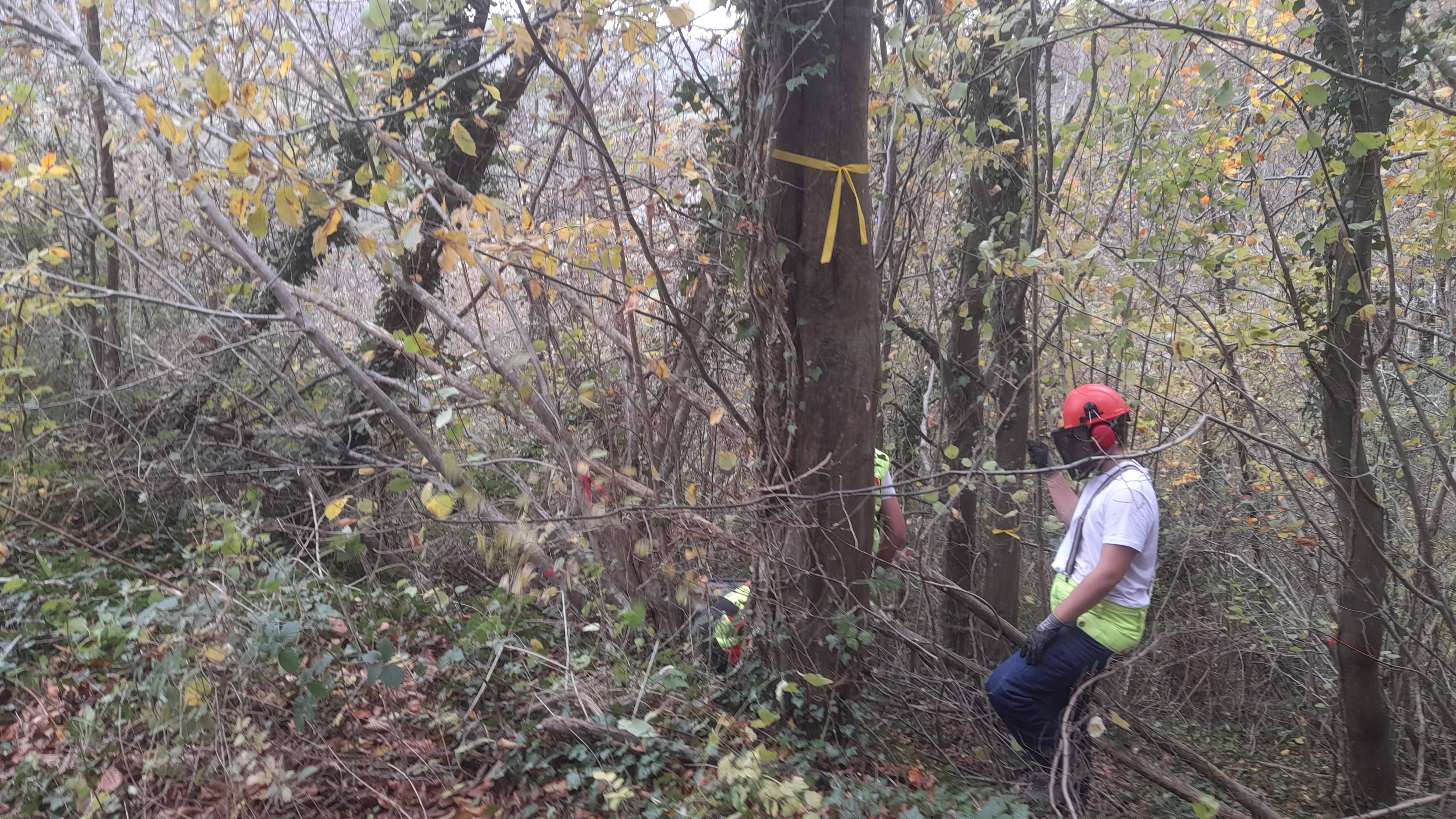 CHANTIER DES ELEVES DU BAC PRO FORET