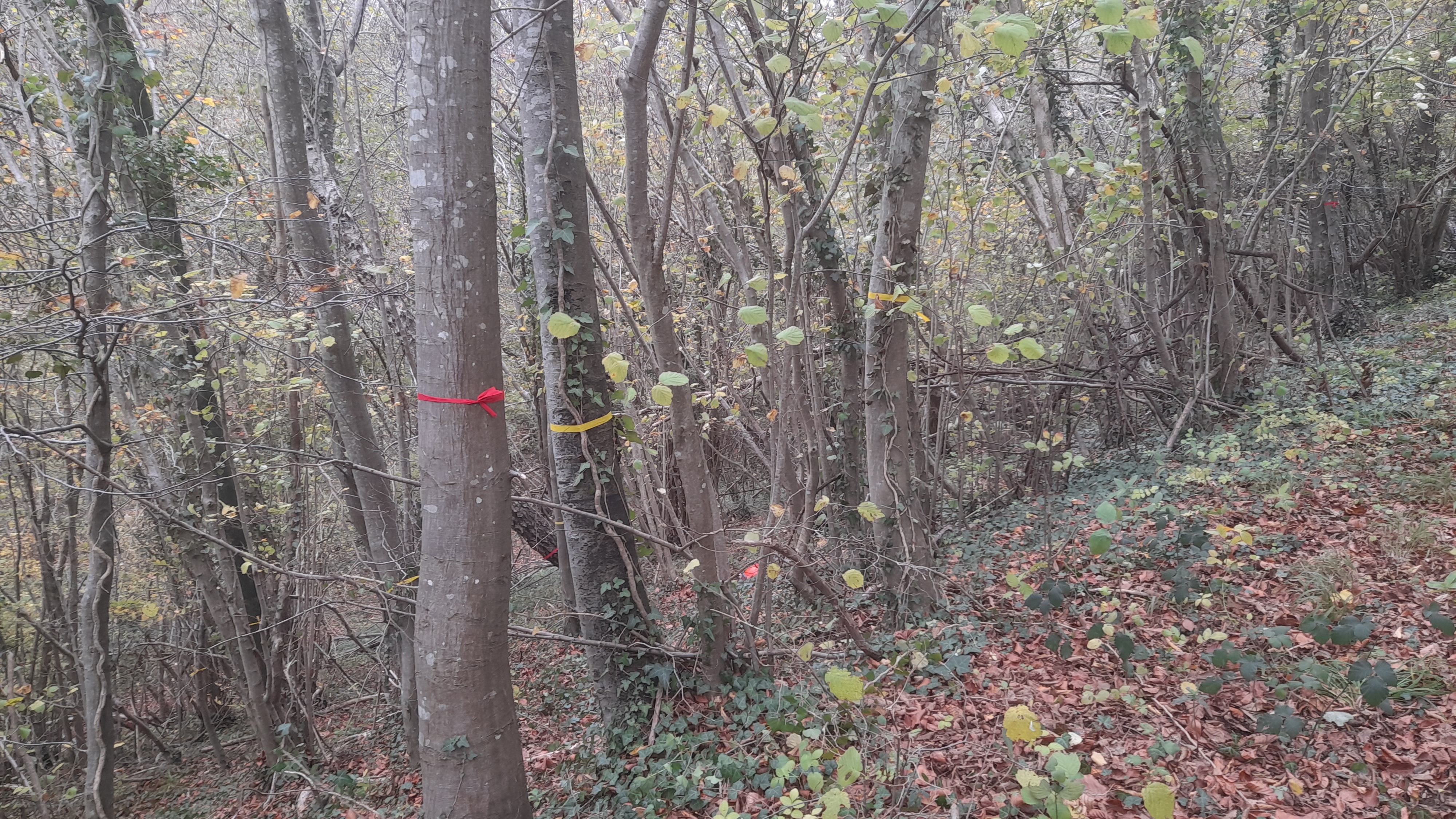 CHANTIER DES ELEVES DU BAC PRO FORET