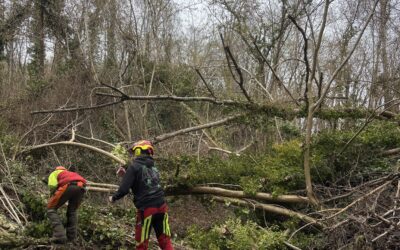 🌿Première journée de chantier collectif pour les 1ère Bac Pro Forêt