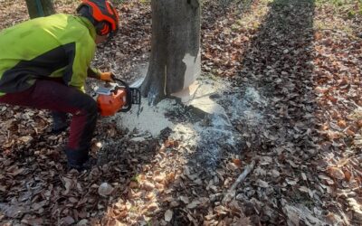 Chantier forestier