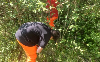 TP en forêt des 4e